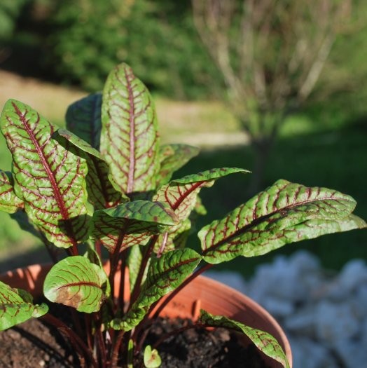 Rumex sanguineus